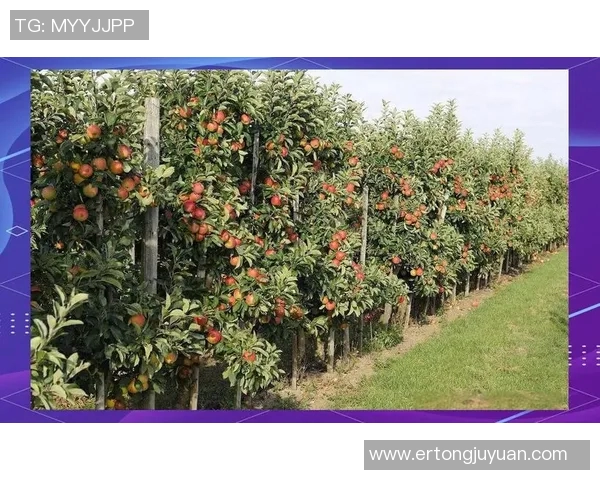 深入分析杭州排球队的进攻战术与策略演变之路 深入分析杭州排球队的进攻战术与策略演变之路