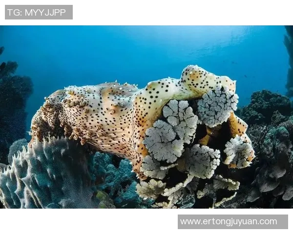 海参足球：探索海洋与运动的奇妙结合与未来发展潜力